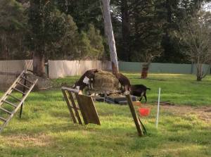 Goats at Bunyip